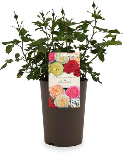 Beautiful White Gift Rose -  For Your Loved One at Peace - Gift Wrap Included | Modern Garden Hybrid Bush Rose - 3L Potted Floral Flowers