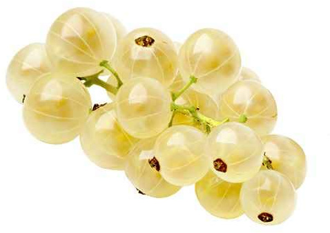 Weiße Johannisbeere Ribes rub. 'Witte Hollander' ca. 30 cm im Topf – robust, vitaminreich, winterhart, ideal für Naschgarten & Hecke, pflegeleicht, ertragreich, dekorative Beerenpflanze