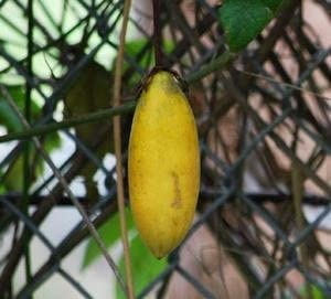 Palm Beach Medicinal Herbs - Banana Passionfruit (Passiflora tripartita mollissima) - Packet of 5 Seeds