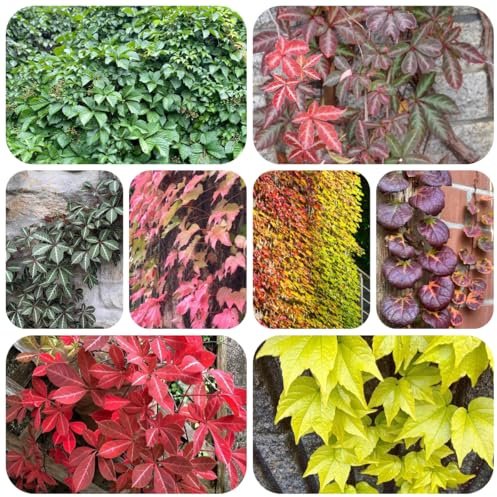 wilder wein kaufen winterharte garten jungfernrebe - nachhaltige produkte balkon deko kräutergarten geschenk 600samen