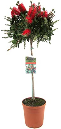 Callistemon Splendens – Pulidora de lámparas – Arbusto ornamental – Evergreen - ⌀21 cm - 100-110 cm