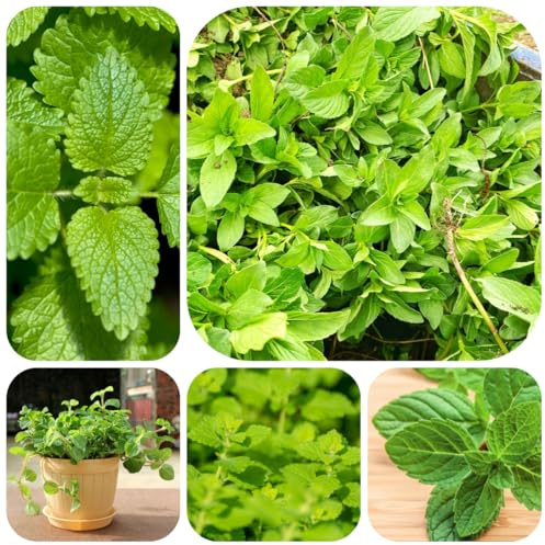semi di melissa, decorazione da giardino per esterni di melissa perenne rare, decorazione soggiorno resistenti per il giardino 300pcs