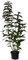 Weigelie Bristol Ruby rotblühender Glockenstrauch Weigela Hybride ca. 40-60 cm Pflanze mit 3 Liter Topfballen