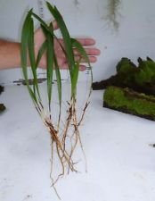 6 palme regine Piantine tropicale