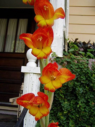 Glaïeuls dalenii | Afrique Parrot Gladiola | 20_Seeds POUR NOUS
