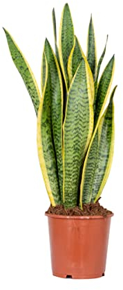 Bloomique - Sansevieria Laurentii - Bogenhanf - Sukkulenten - Zimmerpflanzen - Sehr Pflegeleicht - Höhe 60-70 cm - Topf 17 cm