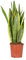 Bloomique - Sansevieria Laurentii - Bogenhanf - Sukkulenten - Zimmerpflanzen - Sehr Pflegeleicht - Höhe 60-70 cm - Topf 17 cm