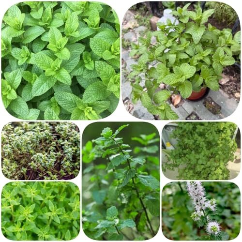 Semi di menta piperita menta rara resistenti giardino verdi balcone semi di piperita esotica 500pcs