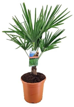 Palma cinese di Chusan Trachycarpus fortunei pianta in vaso ø19 cm FOTO REALE Vivaio di Castelletto