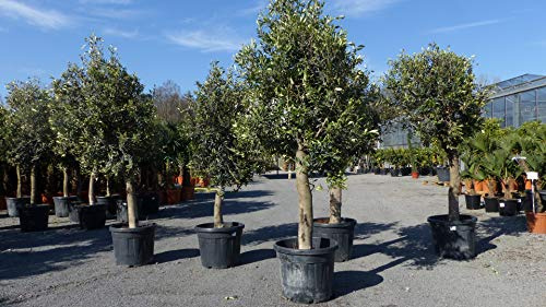gruenwaren jakubik 3xOlivenbaum Olive '20 Jahre' 170-180 cm, beste Qualität, winterhart, Olea Europaea