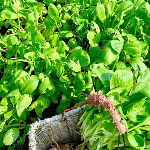 Semi di pak choi, cavolo cinese alla senape decorazione rara da orto da balcone appartamento esotiche arredamento del soggiorno giardino, 250pcs