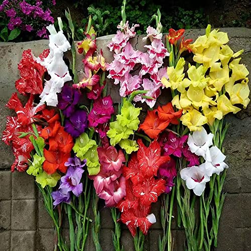 5 Stück gladiolen zwiebeln winterhart mehrjährig Gladiolus - Seltene Pflanzenserie - mix Hydroponik plants blumenwiese bloom kübelpflanzen balkon hochbeet pflanzen für sonnige plätze