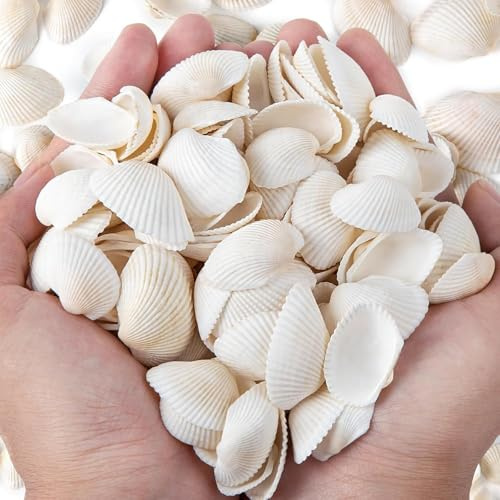 SKOOLOVE 150 PCS Sea Shells 2.5-4 CM White Small Seashells for Crafting, Crafts DIY Painting Beaching Wedding Decoration, Beach Natural Shells Bulk (300g)