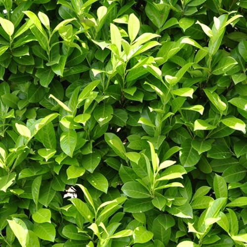 YouGarden Cherry Laurel Hedging, Prunus Laurocerasus, 12 x 9cm Pots, Ready to Plant