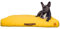 Roth & Bock - The German Pet Brand, Oeko-Tex Standard 100 zertifiziertes orthopädisches Soft Foam Hundebett, bezogen in hochwertigem wasserundurchlässigen Canvasstoff - Blau, L