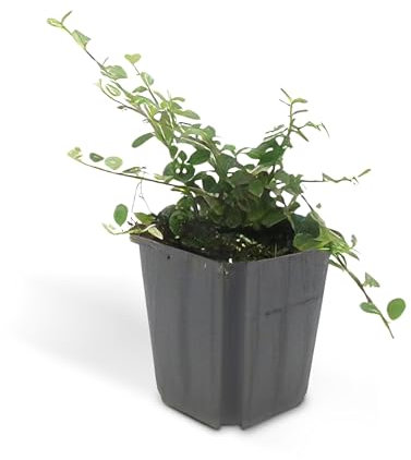 Bodendecker - Kriechmispel - Teppichmispel - Cotoneaster prostratus 'Queen of Carpets' - 9cm - Set mit 12 Pflanzen