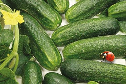 Pcs - 5x Concombre Diamant F1 Mix Eko - Concombre Légumes Graines KS523 - Seeds & Plants Shop by Ipsa