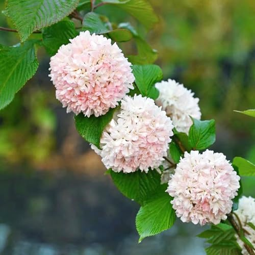 hortensia bola de nieve - Viburnum opulus jardín de semillas balcón semillas jardín balcón primavera silvestres primavera arbustos 15pcs