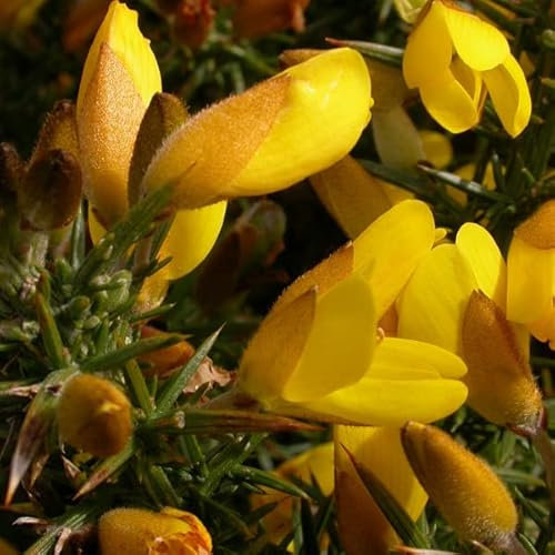 3 x Ajonc - Ulex Europaeus 15-20 cm en conteneur - Arbuste persistant au charme sauvage.
