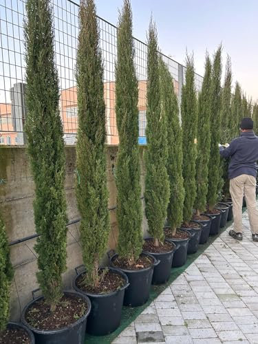 Cipresso toscano Cupressus sempervirens Totem pianta sempreverde in mastello ø45 cm h. 200/220 cm FOTO REALE Vivaio di Castelletto