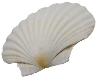 Xoktlde Conchas de vieiras blancas grandes para pintar y decorar bodas en la playa, conchas blancas naturales de 3 a 5 pulgadas