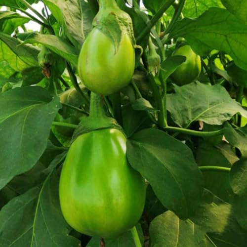 Luojuny Auberginensamen, 100 Stück grüne Auberginensamen, nahrhafte Gemüsegarten-, Hof- und Balkonbepflanzung Auberginensamen