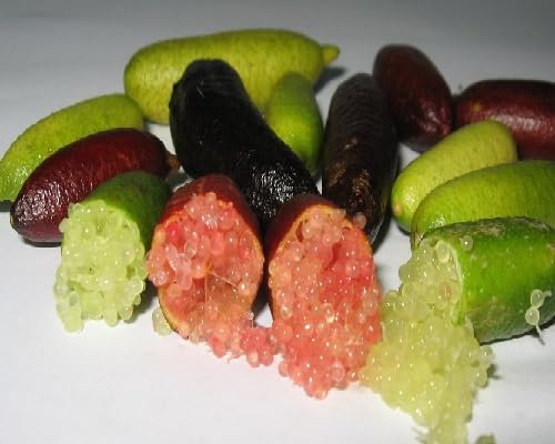 80 graines de citron vert fraîches