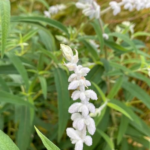 Semi di salvia, Salvia japonica, biologici esotici semi di selvatici decorazione da giardino per esterni 80pcs
