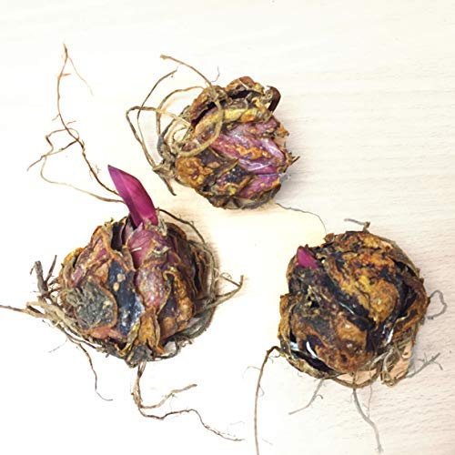 5 Giant Mixed Tree Lily Bulb Large Flower Fragrant Summer Pernnial Garden Plant Corm Collection