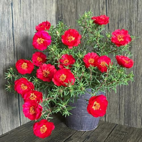 Semi di portulaca - esotici Portulaca grandiflora - biologici semi di esotiche di campo resistenti da giardino resistenti 200pcs