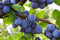 1 Pflaumenbaum Königin Viktoria im Topf 100cm Terrassenobst Obstbaum Pflaume Prunus domestica + Dünger für die Jahresdüngung