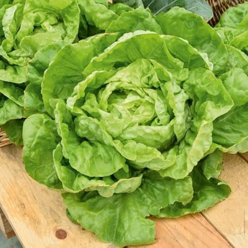 Semi LATTUGA MERAVIGLIA D'INVERNO In Busta Ermetica MADE IN ITALY Qualità superiore con 95% di germogliazione con istruzioni