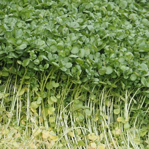 semillas de berro perenne - Decoración de balcón habitación raras, resistentes, jardín de rocas, 200pcs