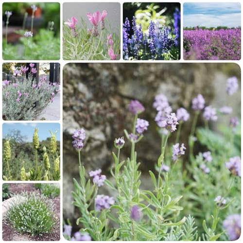 550 pcs lavendel samen mehrjährig winterhart blumensamen bodendecker winterhart lavendelsamen, wildkräuter samen balkon blumen blumensamen gastgeschenk kräuterbeet blumendeko pflanztöpfe