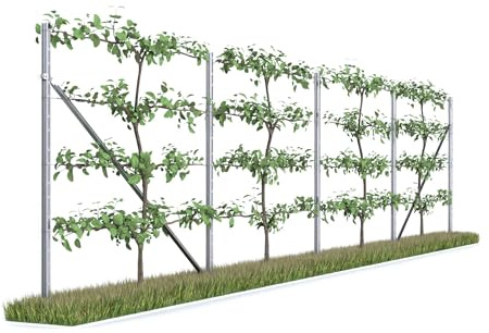 Kiwiri RANKI™ - Enrejado para plantas trepadoras, enrejado estándar de plantación para vino, kiwi, kiwi, rosas, clemátides, frutas enrejadas (4 campos (8 metros))