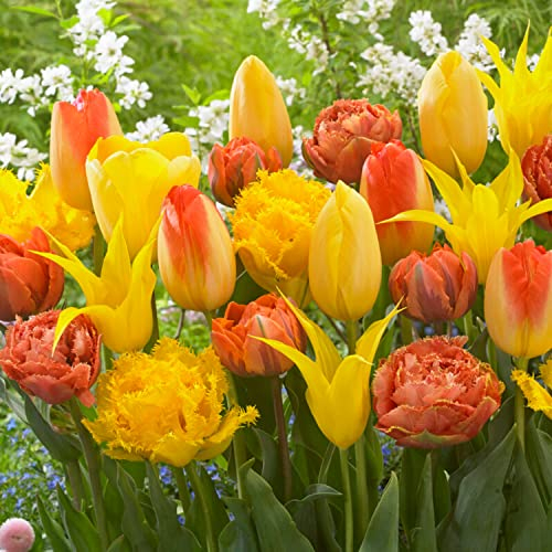 Bulbes de tulipes Yellow Explosion (20 pièces) tulipes jaunes exclusives de Hollande, résistantes au froid et vivaces pour le jardin, les pots, le balcon d'Amsterdam (gros bulbes, pas de graines)