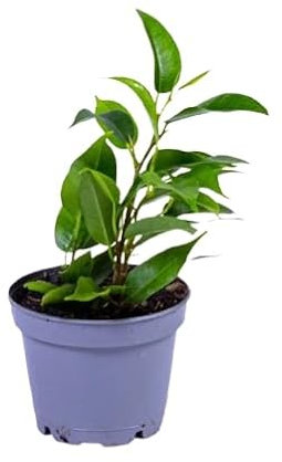 Planta Ficus Benjamina en Miniatura|Natural y Elegante Ideal para Decoración