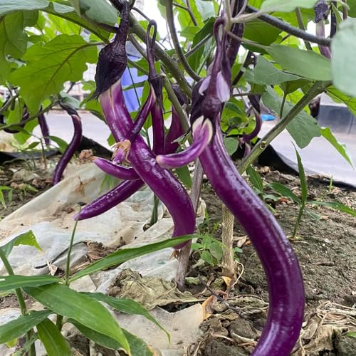 balcón de semillas de berenjena - jardín lecho elevado 10pc
