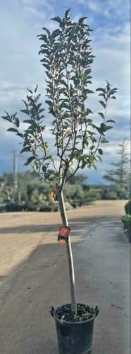 PIANTA DI MELO MELA Compatible with FUJI IN MASTELLO DI 6 ANNI (FOTO REALE)
