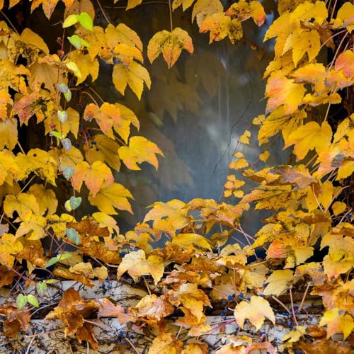 vite selvatica, vite vergine - giardino roccioso Parthenocissus tricuspidata decorazioni giardino per esterni Decorazione con rampicanti per il soggiorno rampicanti 100semi