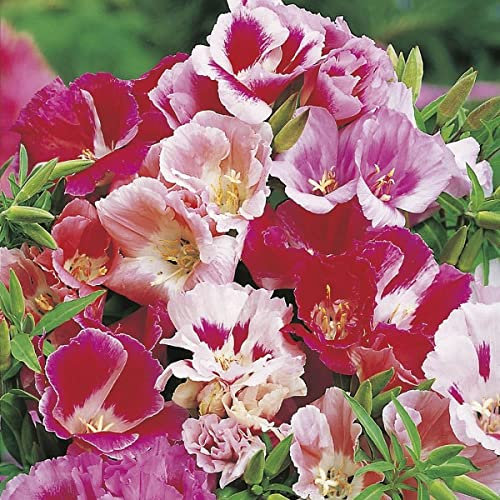 Double Mix Godetia Azalea 750 Annual Flowered Seed.