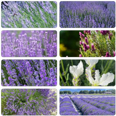 semi di lavanda semi di cucina lavanda giardino reale decorazione balconi decorazione giardino selvatici balcone estate 50pcs