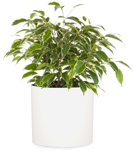 Fox&Fern Vaso da fiori M - Fioriera grande 24 cm con drenaggio dell'acqua per piante da interni ed esterni - adatto per fioriera Fox&Fern M (diametro 25 cm) - fatto a mano, colore: bianco opaco
