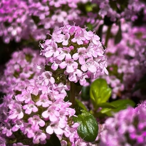 Semillas de tomillo rastrero, semillas de pradera mariposas raras silvestres balcón jardín decoración cobertura del 800pcs