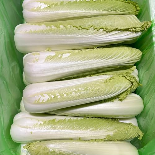 cavolo cinese, semi di pak choi, resistenti per giardini rocciosi resistenti vecchie varietà balcone serra verdi sostenibili esotico 100pcs