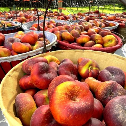 nectarina - Compra orgánicos resistentes jardín de bancal 8semillas