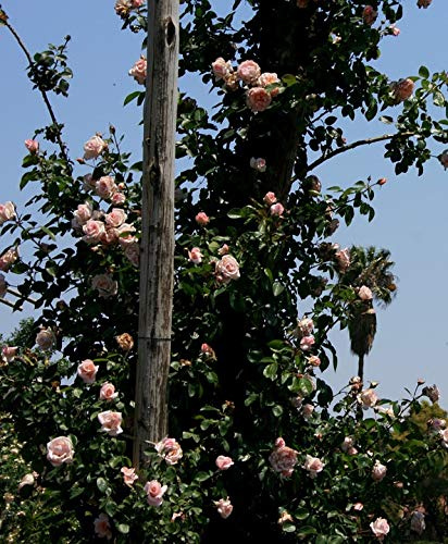Home Comforts Climber Post Rambler Small Sky Pale Pink Rose-20 Inch By 30 Inch Laminated Poster With Bright Colors And Vivid Imagery-Fits Perfectly In Many Attractive Frames