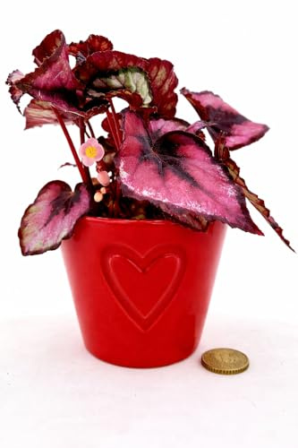 POWERS TO FLOWERS - BEGONIA REX RED ROBIN IN VASO CUORI, ideale per scrivania, pianta vera