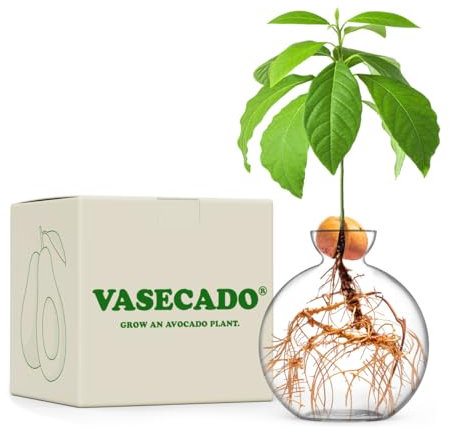 Vasecado Avocado Seed Vase, Hand-Blown Glass Propagation Vessel for Growing Avocados Plants, Unique Starter Gift for Plant Lovers