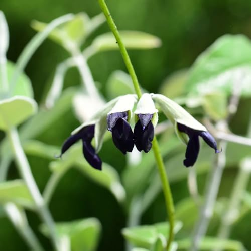 Semi di salvia - semi di selvatiche giardino aromatiche resistenti copertura del terreno per luoghi soleggiati resistenti per giardini rocciosi 100pcs